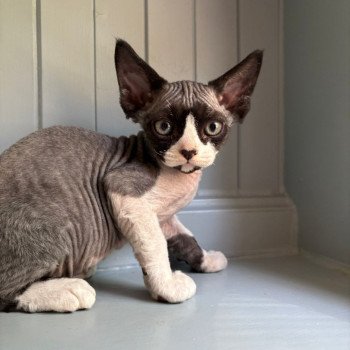 A'bah'oui d'Axellyne Mâle Devon Rex