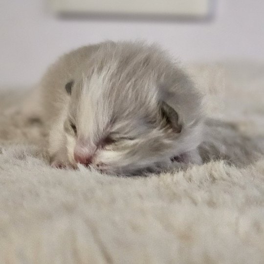 chaton Ragdoll blue mink bicolor Chatterie d'Axellyne blue mink bicolor