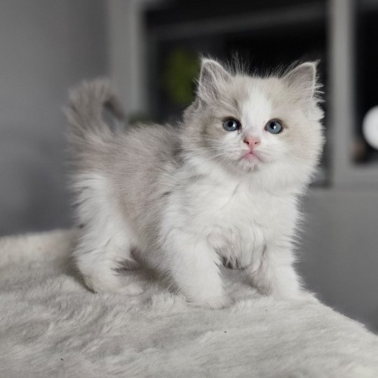 chaton Ragdoll blue mink bicolor Arthemys Chatterie d'Axellyne blue mink bicolor