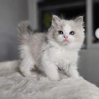 Arthemys Mâle Ragdoll
