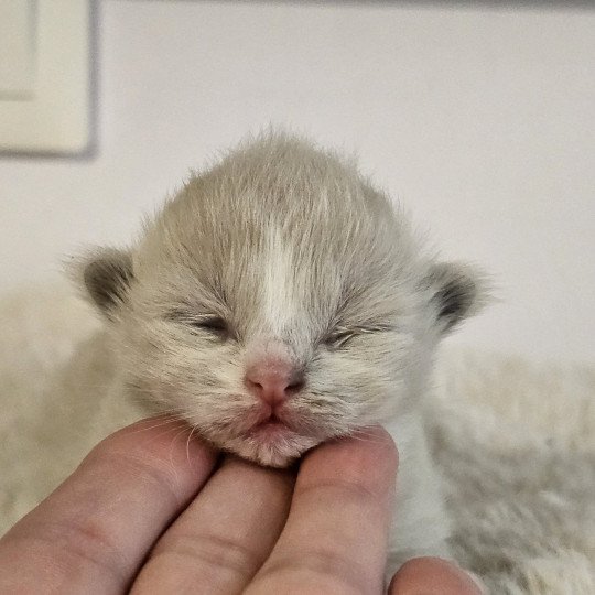 A3 Femelle Ragdoll