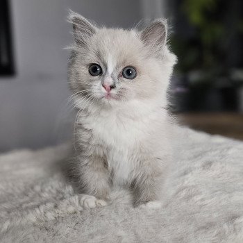 Aliya Femelle Ragdoll