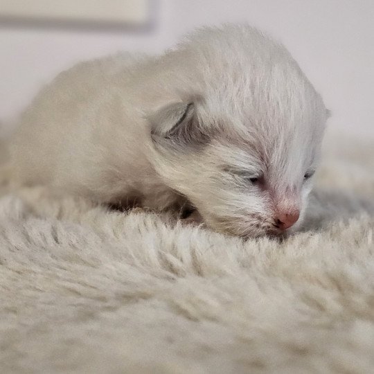 A2 Mâle Ragdoll