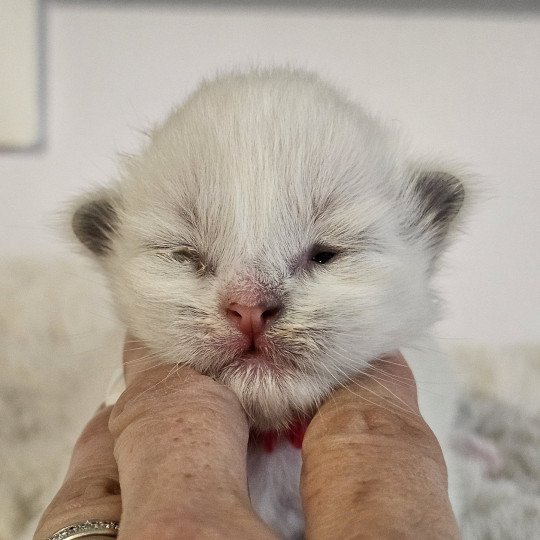 A4 Mâle Ragdoll