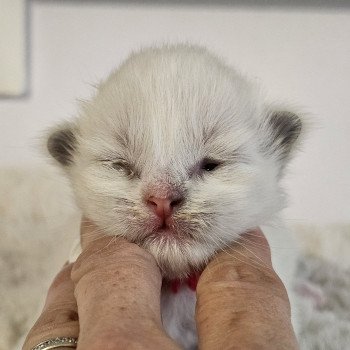 A4 Mâle Ragdoll