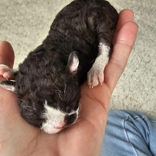 Barracuda Mâle Devon Rex