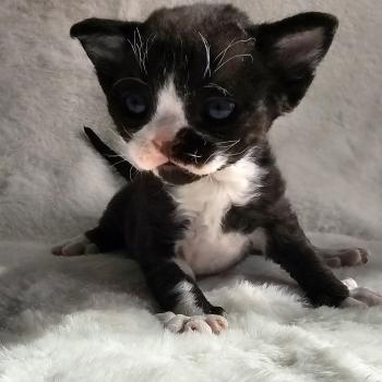 Barracuda Mâle Devon Rex