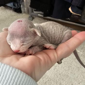 Blue-Boy Mâle Devon Rex