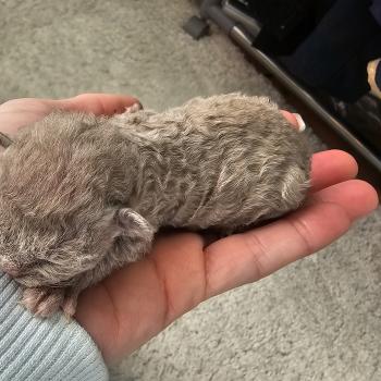 Betty-Boop Femelle Devon Rex