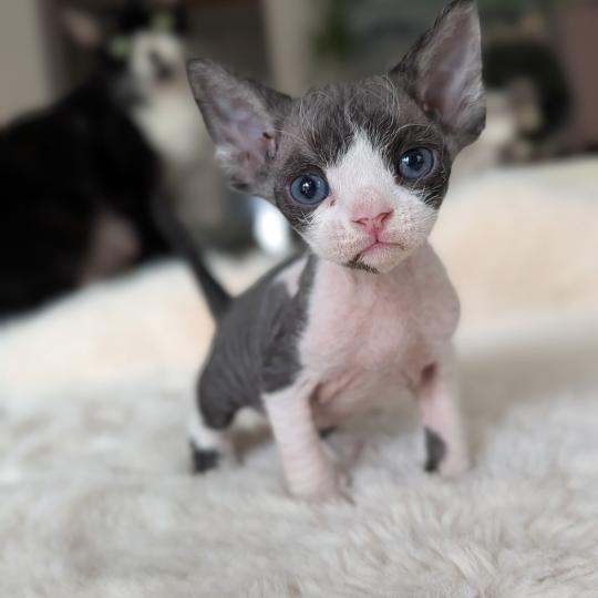 chaton Devon Rex black & blanc Chatterie d'Axellyne black & blanc