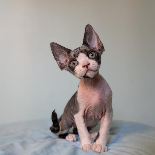 chaton Devon Rex black & blanc Betty Boop Chatterie d'Axellyne black & blanc