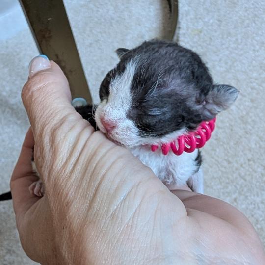 chaton Devon Rex black bicolor Chatterie d'Axellyne black bicolor