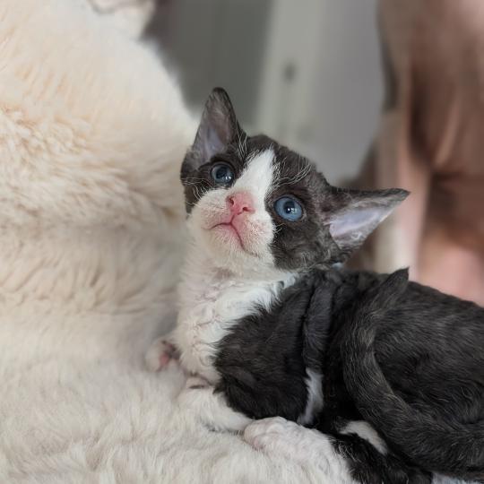 chaton Devon Rex black bicolor Chatterie d'Axellyne black bicolor