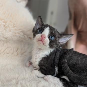 Blueberry Femelle Devon Rex