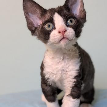 Blueberry Femelle Devon Rex