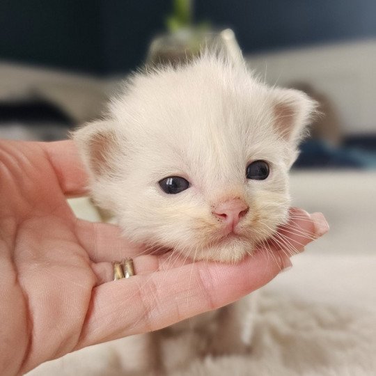 chaton Ragdoll 🔵 Chatterie d'Axellyne lilac mink bicolor