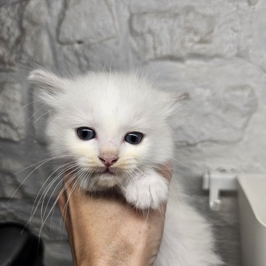 chaton Ragdoll lilac mink bicolor Yéti Chatterie d'Axellyne lilac mink bicolor
