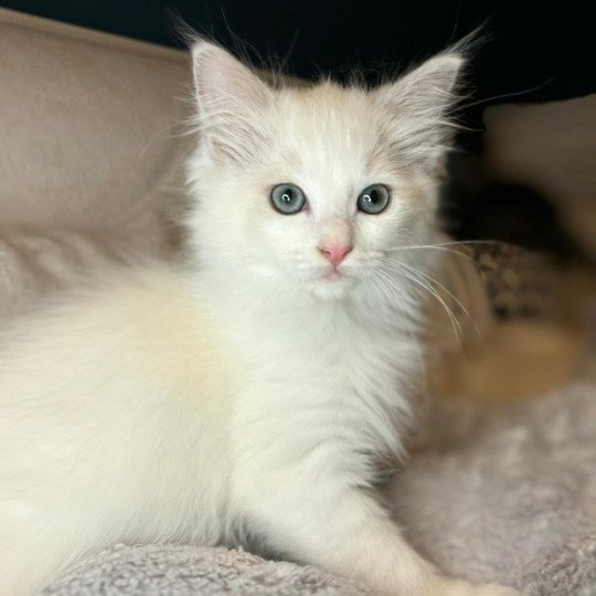 chaton Ragdoll lilac mink bicolor Yéti Chatterie d'Axellyne lilac mink bicolor
