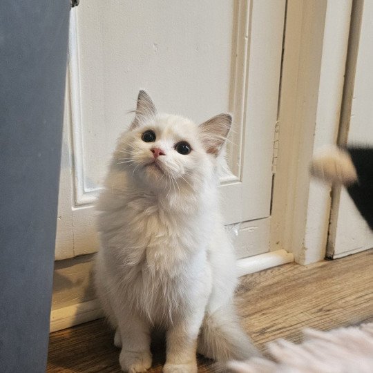 chaton Ragdoll lilac mink bicolor Yéti Chatterie d'Axellyne lilac mink bicolor