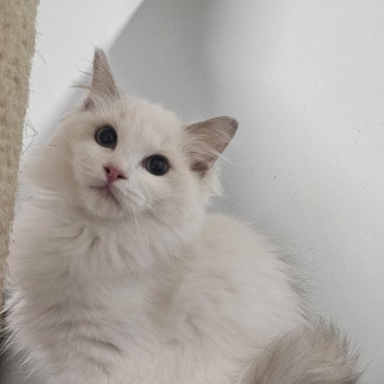 chaton Ragdoll lilac mink bicolor Yéti Chatterie d'Axellyne lilac mink bicolor