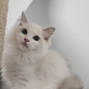 Yéti Mâle Ragdoll