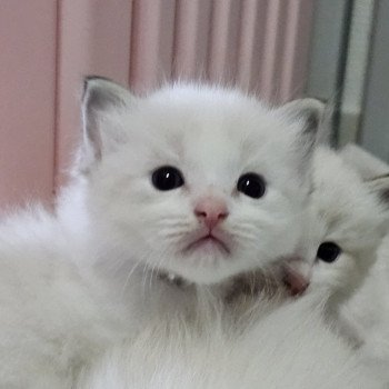 Argent Femelle Ragdoll