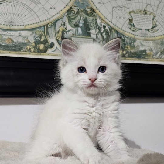 Aupalyne Femelle Ragdoll