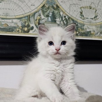 Aupalyne Femelle Ragdoll