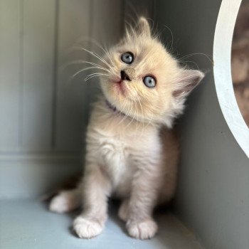 AYLIZE Femelle Ragdoll