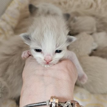 A4 Femelle Ragdoll