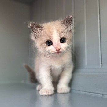 ATYLA Femelle Ragdoll