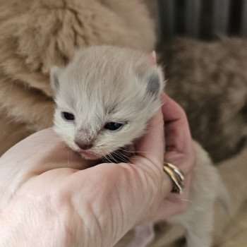 A1 Femelle Ragdoll