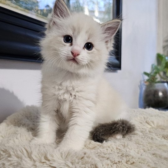 Arystote Mâle Ragdoll