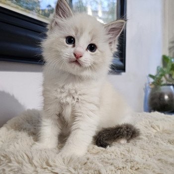 Arystote Mâle Ragdoll