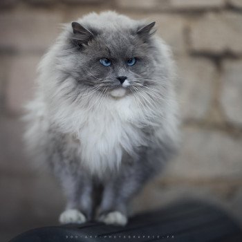 Paddy des Perles de Safre Mâle Ragdoll