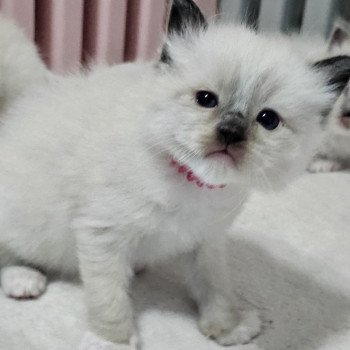 Rose foncé Femelle Ragdoll