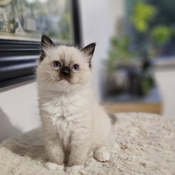 Apryl Femelle Ragdoll