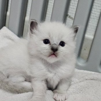 Rouge Femelle Ragdoll