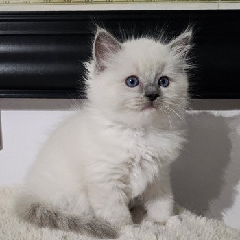 Anastasya Femelle Ragdoll