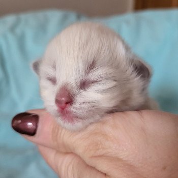 Ursulyne rose Femelle Ragdoll