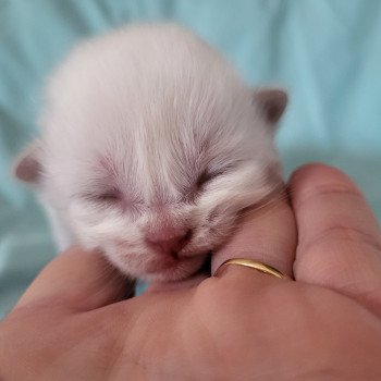 Ulya violet Femelle Ragdoll