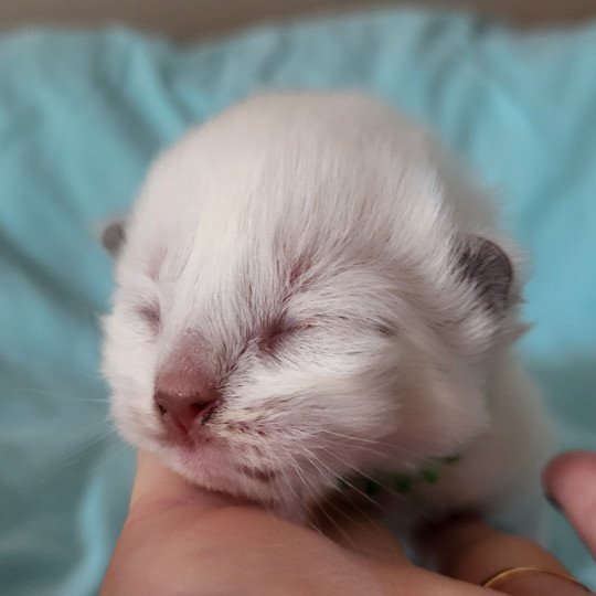 Ulysse Mâle Ragdoll