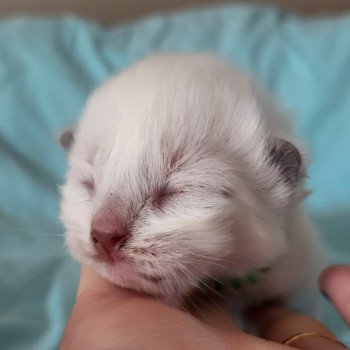 Ulysse Mâle Ragdoll