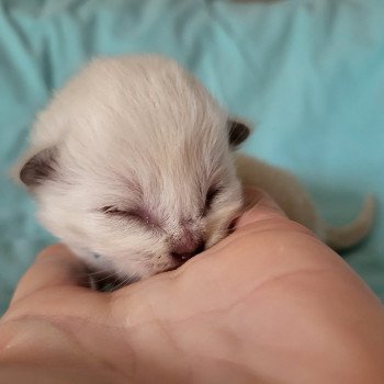 Utopy bleu Mâle Ragdoll