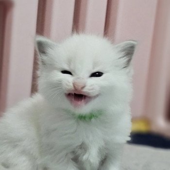 Vert Mâle Ragdoll