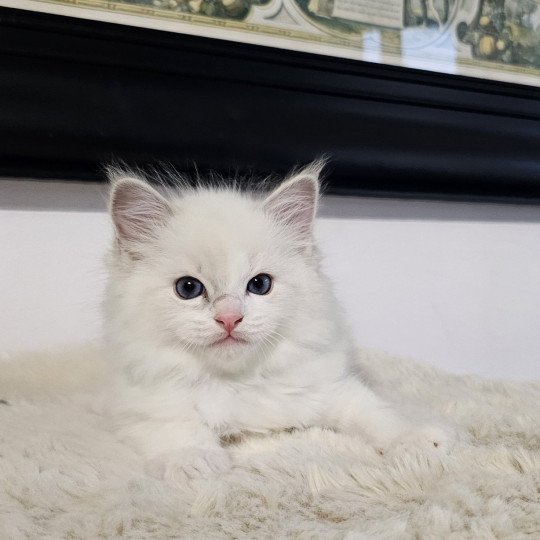 Austyn Mâle Ragdoll