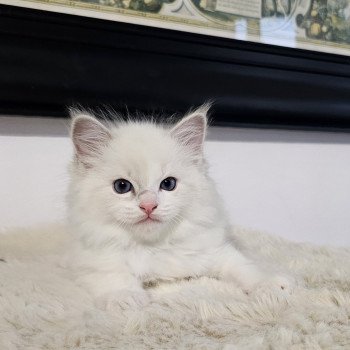 Austyn Mâle Ragdoll