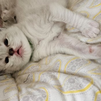 Ary d'Axellyne Mâle Ragdoll