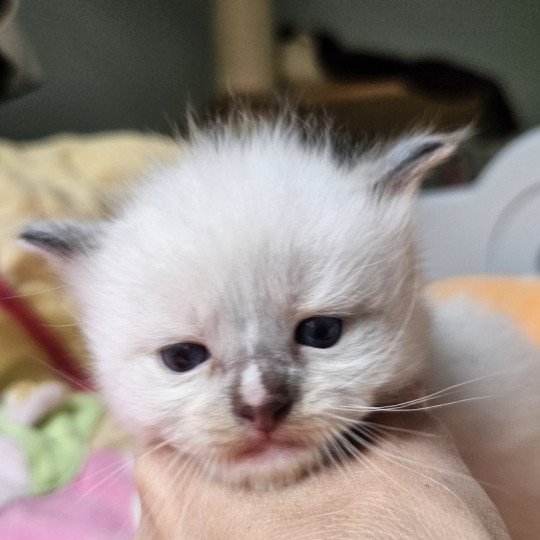 Arybo Mâle Ragdoll
