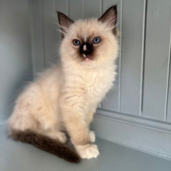 Anakyn Mâle Ragdoll